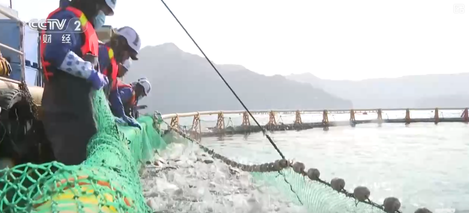 智慧赋能“中国新特产” 高原“冷水鱼”征服食客味蕾游出“热产